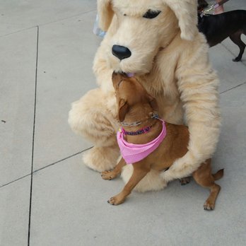 Hollywood Feed - Bark-B-Q event at Pet People today. Bella loved the costumed doggie. - Pet Stores Near Me - Westerville, Ohio Hollywood Feed - Bark-B-Q event at Pet People today. Bella loved the costumed doggie. - Pet Stores Near Me - Westerville, Ohio