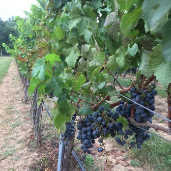 Sugarloaf Mountain Vineyard - Wineries Near Me - Dickerson, Maryland