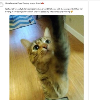 Little Furry Things, LLC - You get updates from your petsitter each day - Dog Walkers Near Me - Seattle, Washington Little Furry Things, LLC - You get updates from your petsitter each day - Dog Walkers Near Me - Seattle, Washington