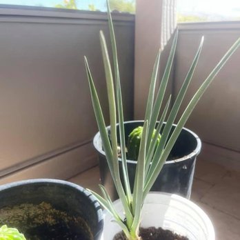 VA Nursery - Nurseries & Gardening Near Me - Littlefield, Arizona VA Nursery - Nurseries & Gardening Near Me - Littlefield, Arizona