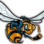 Photo of Rio Grande Valley Killer Bees