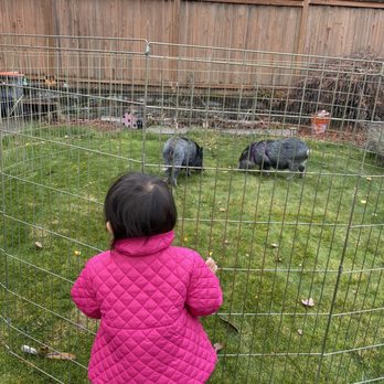 Curious Critters by Casai - Two pigs in our back yard! - Petting Zoos Near Me