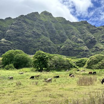 Kualoa Ranch - Tours Near Me - Kaneohe, Hawaii Kualoa Ranch - Tours Near Me - Kaneohe, Hawaii