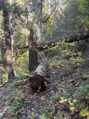 Bash Bish Falls by null