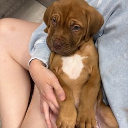 Petland Janesville