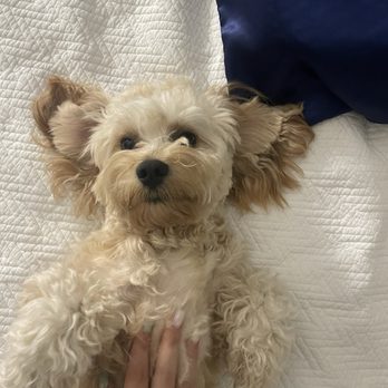 The Noble Paw - Jules Cavachon - Pet Breeders Near Me - Stuart, Florida