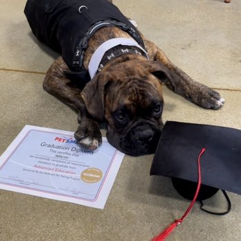 PetSmart - Tired from his last day - Pet Training Near Me - Van Nuys, California
