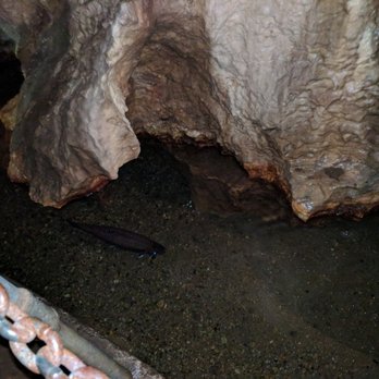 Linville Caverns - More fish. - Landmarks & Historical Buildings Near Me - Marion, North Carolina