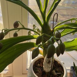Little Greenhouse - Cycnodes Taiwan Gold (yellow)(Cycnoches chlorochilon × Mormodes badia)