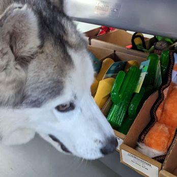 Dog Supplies Outlet - Pet Stores Near Me - Las Vegas, Nevada Dog Supplies Outlet - Pet Stores Near Me - Las Vegas, Nevada