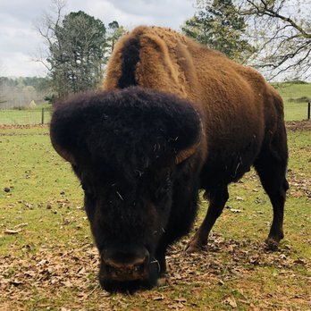 Cherokee Trace Drive Thru Safari - Parks Near Me - Jacksonville, Texas