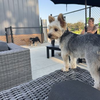 Paws and Pints - Ruby Sue is tiny so she thinks she should be on top of everything to get a view of all the other dogs and humans. - Dog Parks Near Me - Des Moines, Iowa