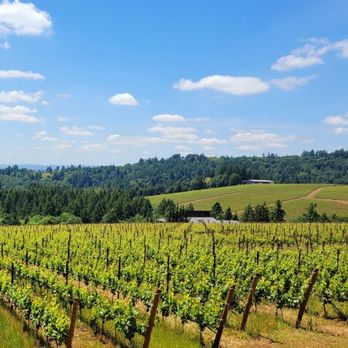 Furioso Vineyards - Vineyards - Wine Tasting Room Near Me - Dundee, Oregon