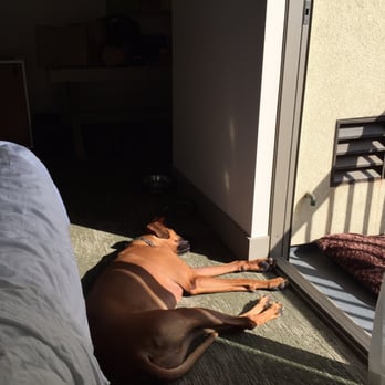 Lorenzo's Dog Training Team - Down staying at a hotel. - Pet Training Near Me
