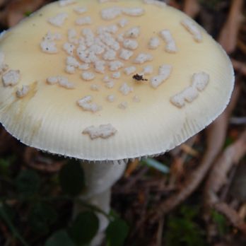 Wallace Falls State Park - A pale yellow-orange mushroom. - Parks Near Me - Gold Bar, Washington Wallace Falls State Park - A pale yellow-orange mushroom. - Parks Near Me - Gold Bar, Washington
