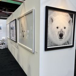 BC Place - Bear Witness Photos