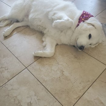 The Dogsmith - My great Pyrenees looks amazing! - Pet Groomers Near Me - Palmdale, California