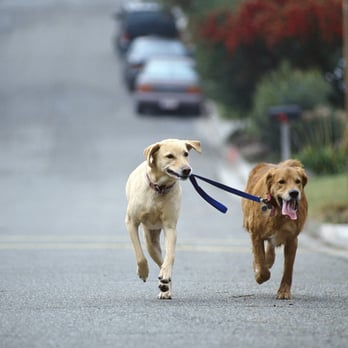 Jake's Dog Walking - Dog Walkers Near Me