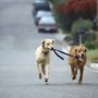 Photo of Jake's Dog Walking