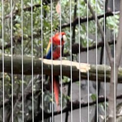 Zoológico de Chapultepec - Aviario