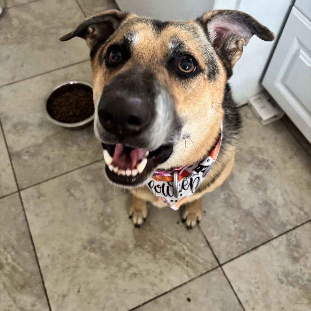 PetSmart - Bella loved her grooming experience and smells nice and fresh - Pet Stores Near Me - Vacaville, California PetSmart - Bella loved her grooming experience and smells nice and fresh - Pet Stores Near Me - Vacaville, California