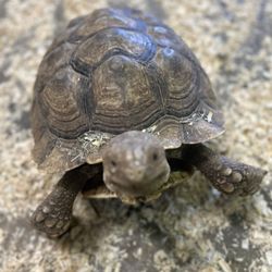PAWsitively Wild Animal Encounters & Education Center