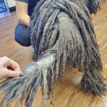 Sissy's Pet Grooming Salon - Neglected dog - Pet Groomers Near Me - Tucson, Arizona