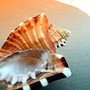Photo of Hawaii Vacation 4u