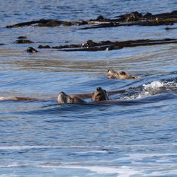 San Juan Excursions - Stellar Sea Lions spotted!
