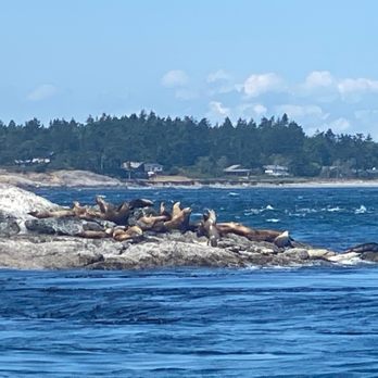 Puget Sound Express - The seal ions were a bonus sighting. - Whale Watching Tours Near Me - Edmonds, Washington Puget Sound Express - The seal ions were a bonus sighting. - Whale Watching Tours Near Me - Edmonds, Washington