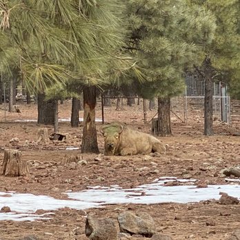 Bearizona - Zoos Near Me - Williams, Arizona Bearizona - Zoos Near Me - Williams, Arizona