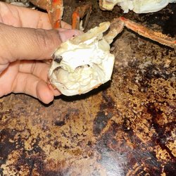 Cravin' Crabs - Empty bodies....