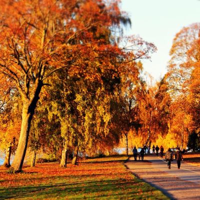 Green Lake Park by null