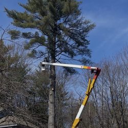 MJC Trees