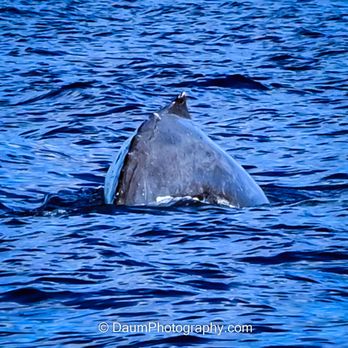 Adventure X Boat Tours - Humpback off of the Big Island - Boat Tours Near Me - Waimea, Hawaii Adventure X Boat Tours - Humpback off of the Big Island - Boat Tours Near Me - Waimea, Hawaii