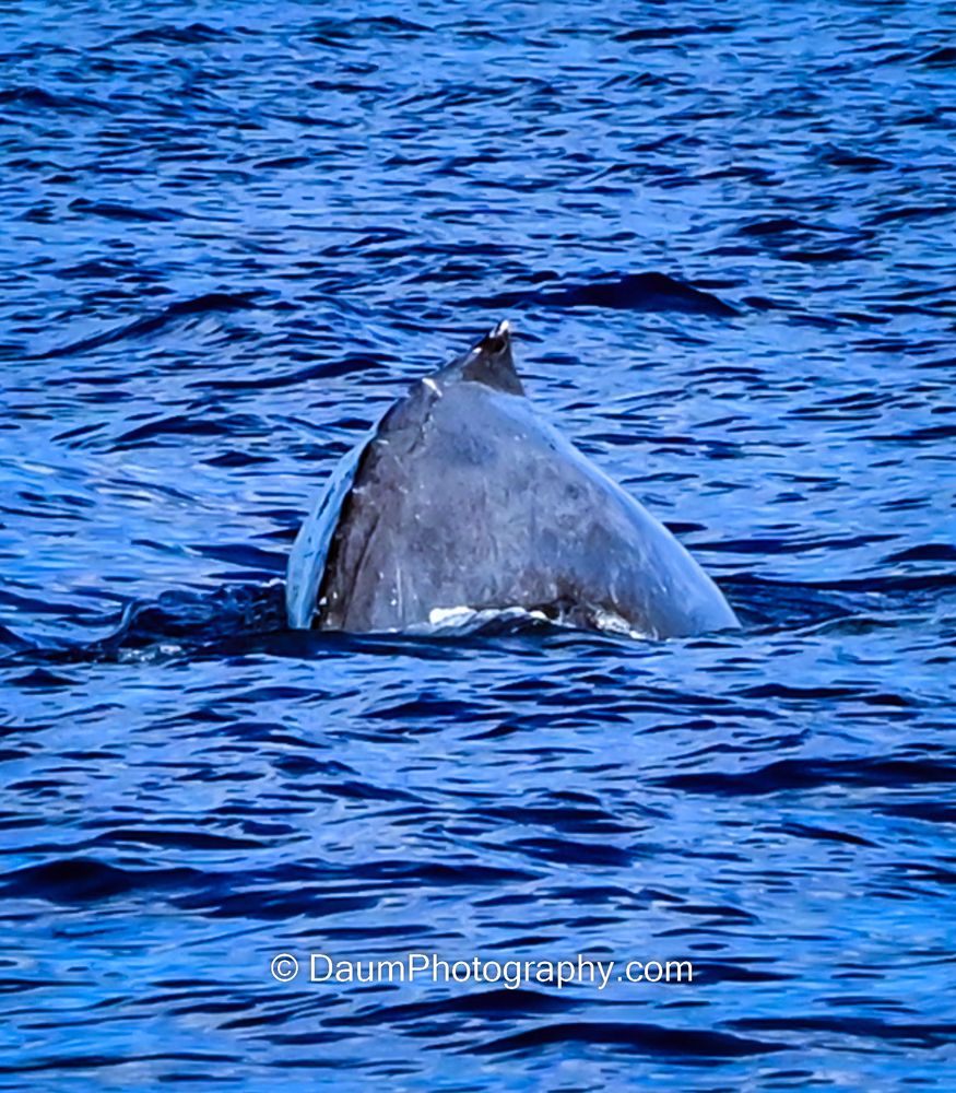 ADVENTURE X BOAT TOURS Updated August 2024 83 Photos & 177 Reviews