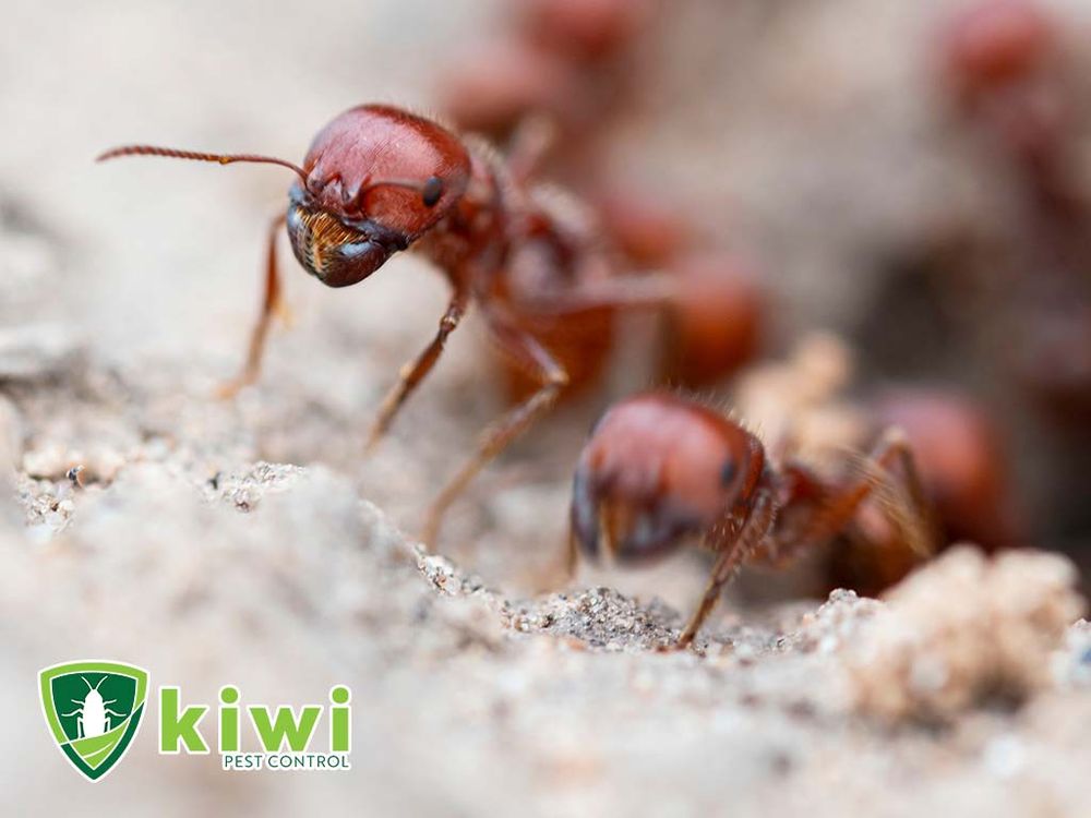 KIWI PEST CONTROL Las Vegas, Nevada Pest Control Phone Number Yelp