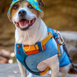 Perfect Alteration - Perfect Alterations helped our pup's favorite hat fit perfectly on our summer vacation.