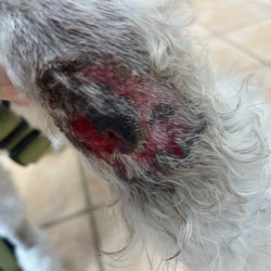 Healing With Heart Veterinary Care