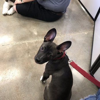 K911! - Petco puppy class - Pet Training Near Me K911! - Petco puppy class - Pet Training Near Me