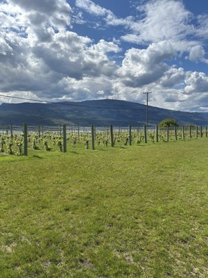 50th Parallel Estate Winery by null