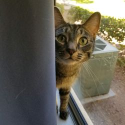 Yvonne's Paws & Claws Pet Sitting Plus
