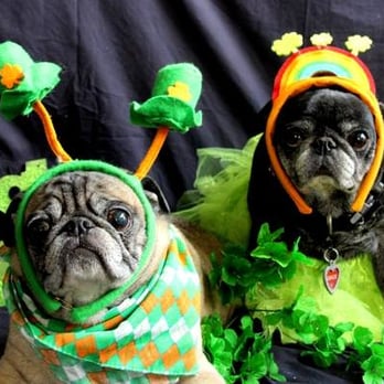 Custom Canine Oregon - Luck of the Irish! Don't forget, members of our pack always receive holiday pictures! - Pet Services Near Me Custom Canine Oregon - Luck of the Irish! Don't forget, members of our pack always receive holiday pictures! - Pet Services Near Me