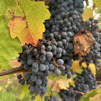 Hanna Winery - Grapes - Wineries Near Me - Healdsburg, California