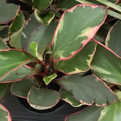Lowe's Home Improvement - Plant beauties.