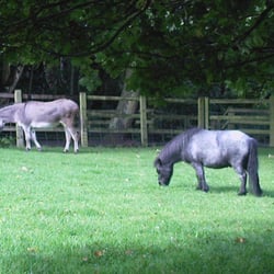 Tam O'Shanter Urban Farm - Donkey and miniature pony