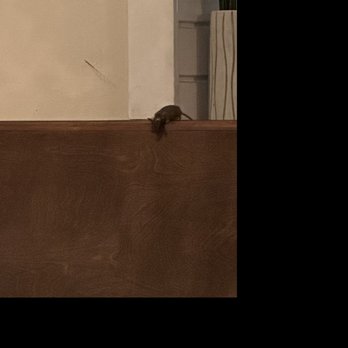 Bambolina Restaurant - Mouse kept climbing up on the seating and then going back to the window. - Pizza Near Me - Salem, Massachusetts Bambolina Restaurant - Mouse kept climbing up on the seating and then going back to the window. - Pizza Near Me - Salem, Massachusetts