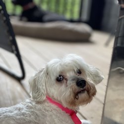 Peace of Mind Pet Care - She so sweet
