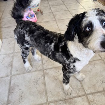 Lead & Thrive Dog Training - Luca - Pet Training Near Me