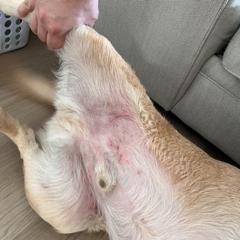 Susan's Bed and Biscuit - Scratches from rough "play". - Pet Sitting Near Me - Paso Robles, California